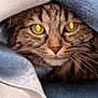 animal, blanket, cat, closeup, comfort, cozy, cute, eyes, fabric, face, fur, indoor, pet, portrait, resting, soft, tabby_cat, texture, warm, whiskers