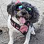 animal, black_and_white, canine, cute, dog, flower_accessory, fur, happy, leash, outdoor, pavement, pet, pet_accessory, pink_harness, playful, small_dog, summer, sunglasses, tongue_out, walking