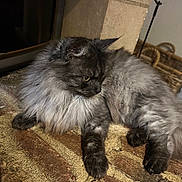 Plume participe au concours pour gagner de l'argent avec cette photo : cat, fluffy, gray, indoor, resting, brick, pensive, feline, pet, cozy, wicker_basket, fur, animal, mammal, domestic, laying, portrait, cute, quiet, relaxed