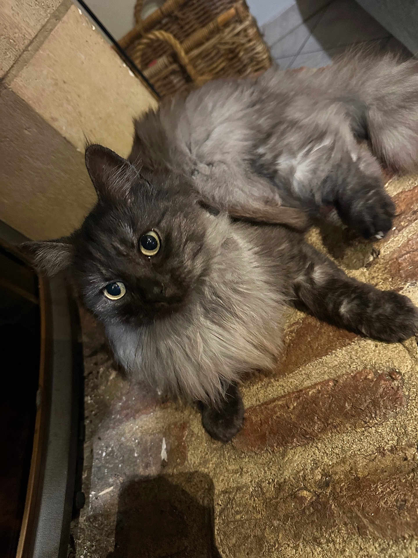 Plume a rejoint le concours — aidez-le/la à gagner de superbes lots ! cat, fluffy, gray, pet, animal, indoor, brick_floor, basket, curious, fur, whiskers, ears, paws, laying_down, closeup, floor_tile, domestic_cat, feline, cute, relaxed