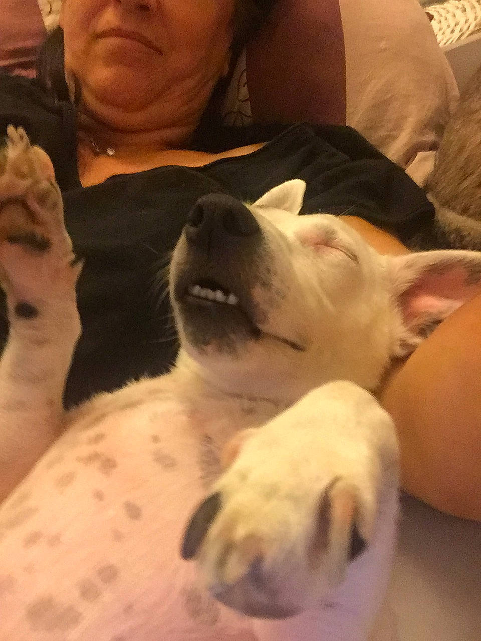 Tsuna participe au concours pour gagner de l'argent avec cette photo : american_bulldog, canidae, carnivore, companion_dog, dog, dog_breed, dogo_argentino, fawn, mammal, non_sporting_group, nose, puppy, puppy_love, snout