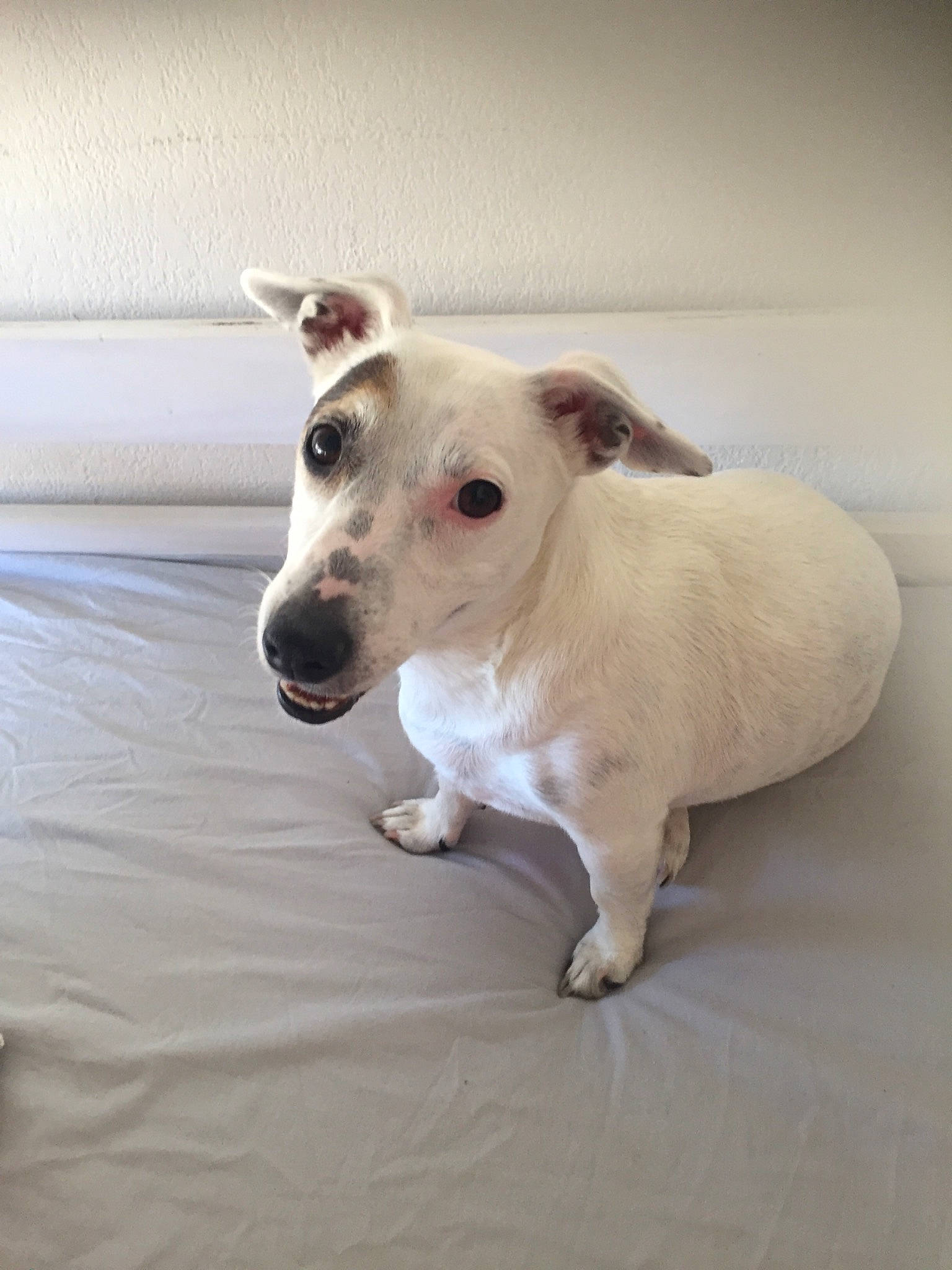 Tsuna a rejoint le concours — aidez-le/la à gagner de superbes lots ! canidae, carnivore, companion_dog, dog, dog_breed, fawn, jack_russell_terrier, mammal, puppy, rare_breed_dog, russell_terrier, snout, vertebrate