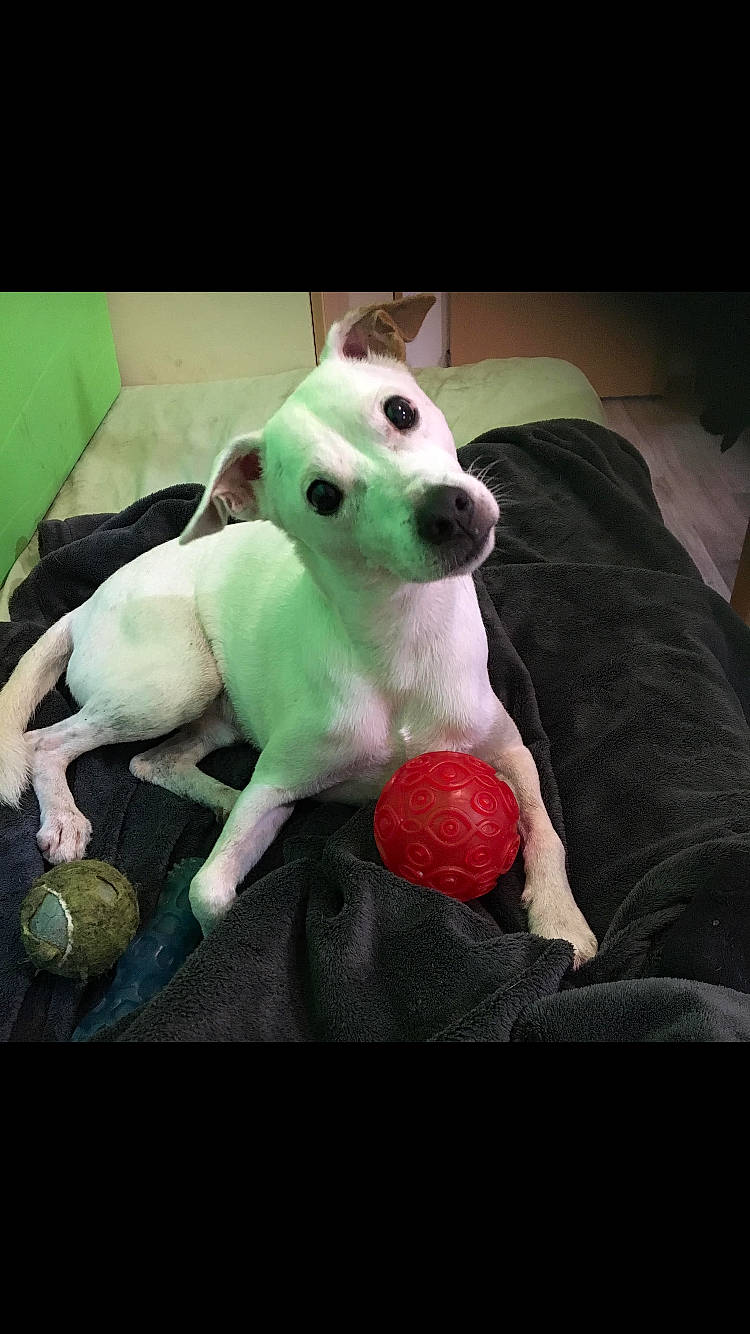 Marley a rejoint le concours — aidez-le/la à gagner de superbes lots ! canidae, carnivore, companion_dog, dog, dog_breed, dog_toy, dogo_argentino, fawn, mammal, non_sporting_group, pit_bull, puppy, puppy_love, snout, sporting_group, vertebrate, whippet