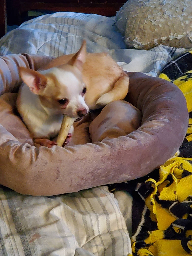 Herky is registered to the contest to win money with this photo: canidae, carnivore, cat, chihuahua, cornish_rex, dog_breed, fawn, felidae, kitten, mammal, nap, peterbald, small_to_medium_sized_cats, snout, vertebrate, whiskers