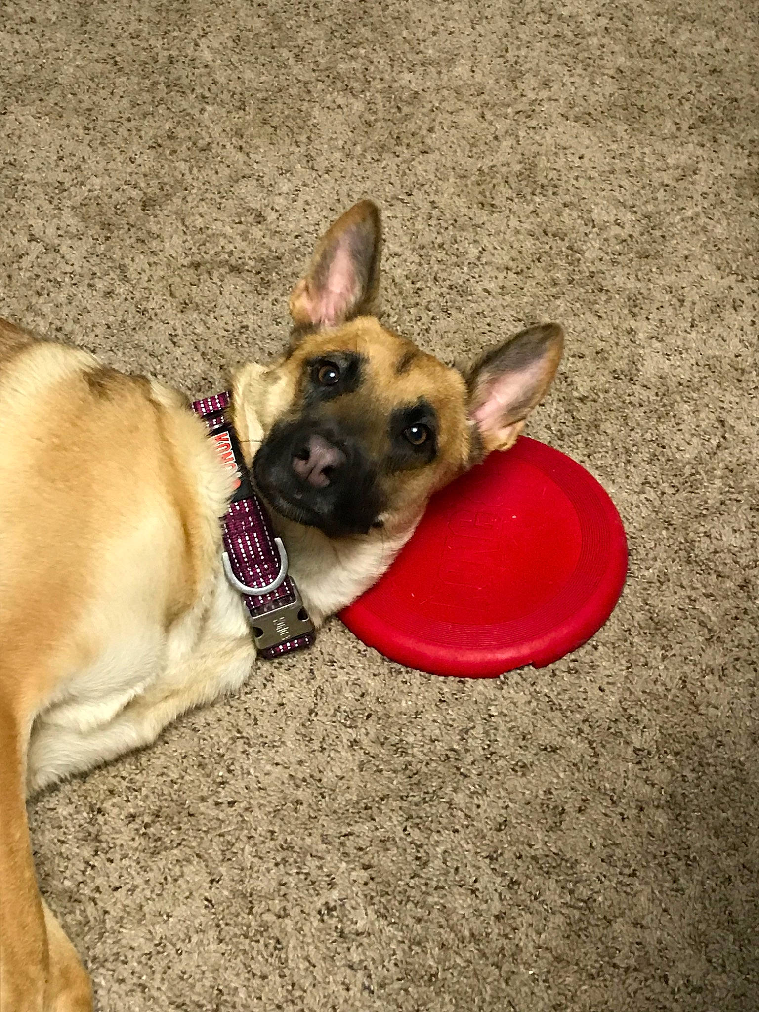 Ellie is registered to the contest to win money with this photo: canidae, carnivore, collar, dog, dog_breed, dog_collar, dog_toy, ear, fawn, french_bulldog, german_shepherd_dog, mammal, non_sporting_group, paw, puppy, snout