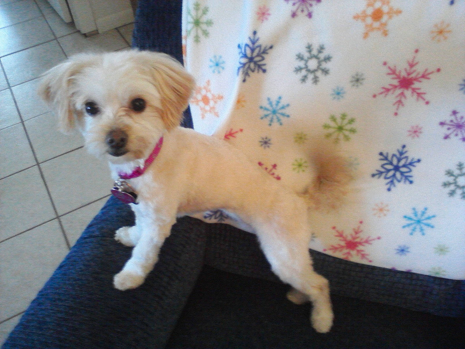 Kenzie is registered to the contest to win money with this photo: canidae, carnivore, companion_dog, dog, dog_breed, lhasa_apso, maltepoo, maltese, mammal, morkie, poodle, poodle_crossbreed, puppy, puppy_love, schnoodle, shih_tzu, sporting_group, toy_dog, toy_poodle, vertebrate