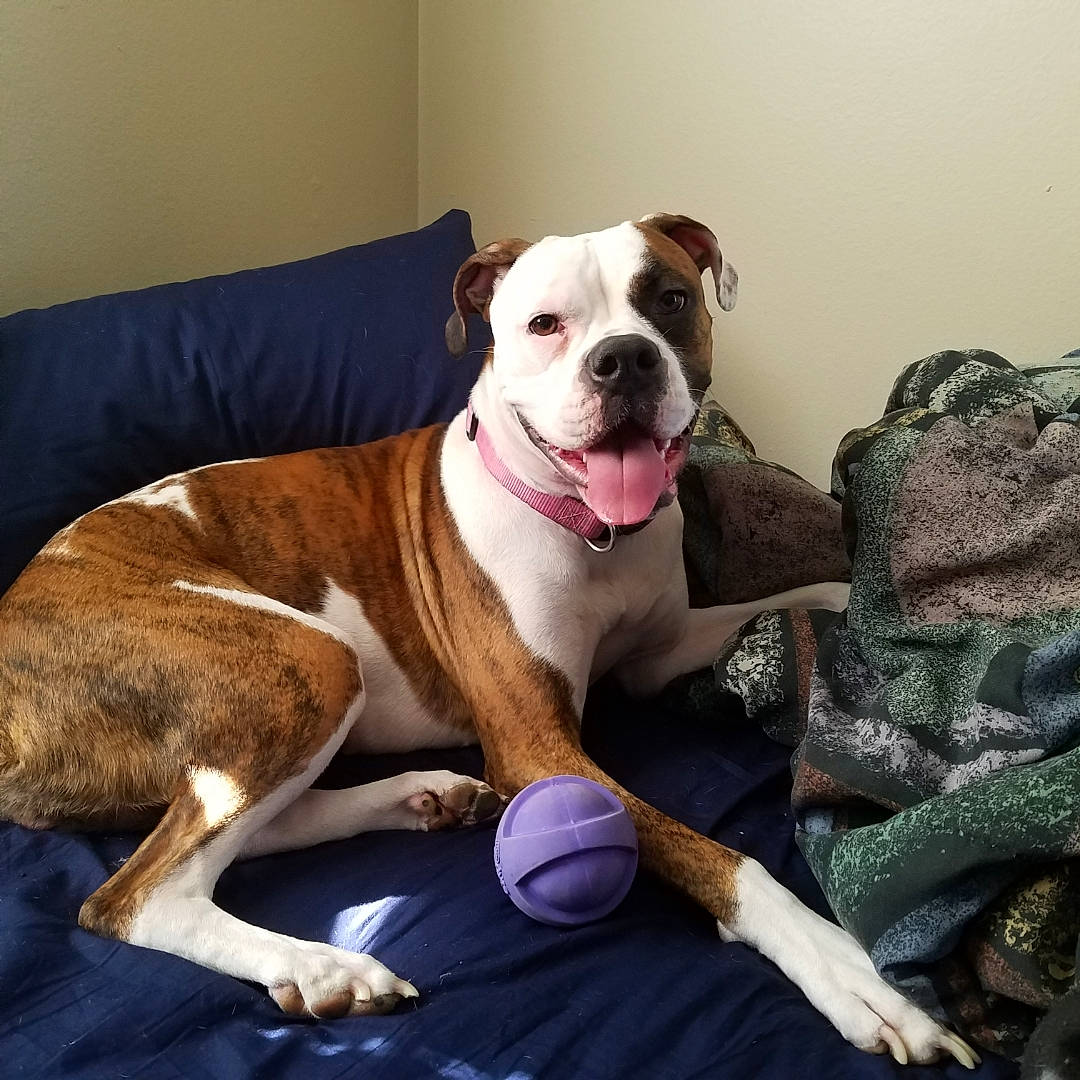 Luna is registered to the contest to win money with this photo: american_bulldog, australian_bulldog, bulldog, canidae, carnivore, companion_dog, dog, dog_breed, dorset_olde_tyme_bulldogge, fawn, mammal, non_sporting_group, old_english_bulldog, olde_english_bulldogge, pit_bull, renascence_bulldogge, snout, toy_bulldog, valley_bulldog, vertebrate