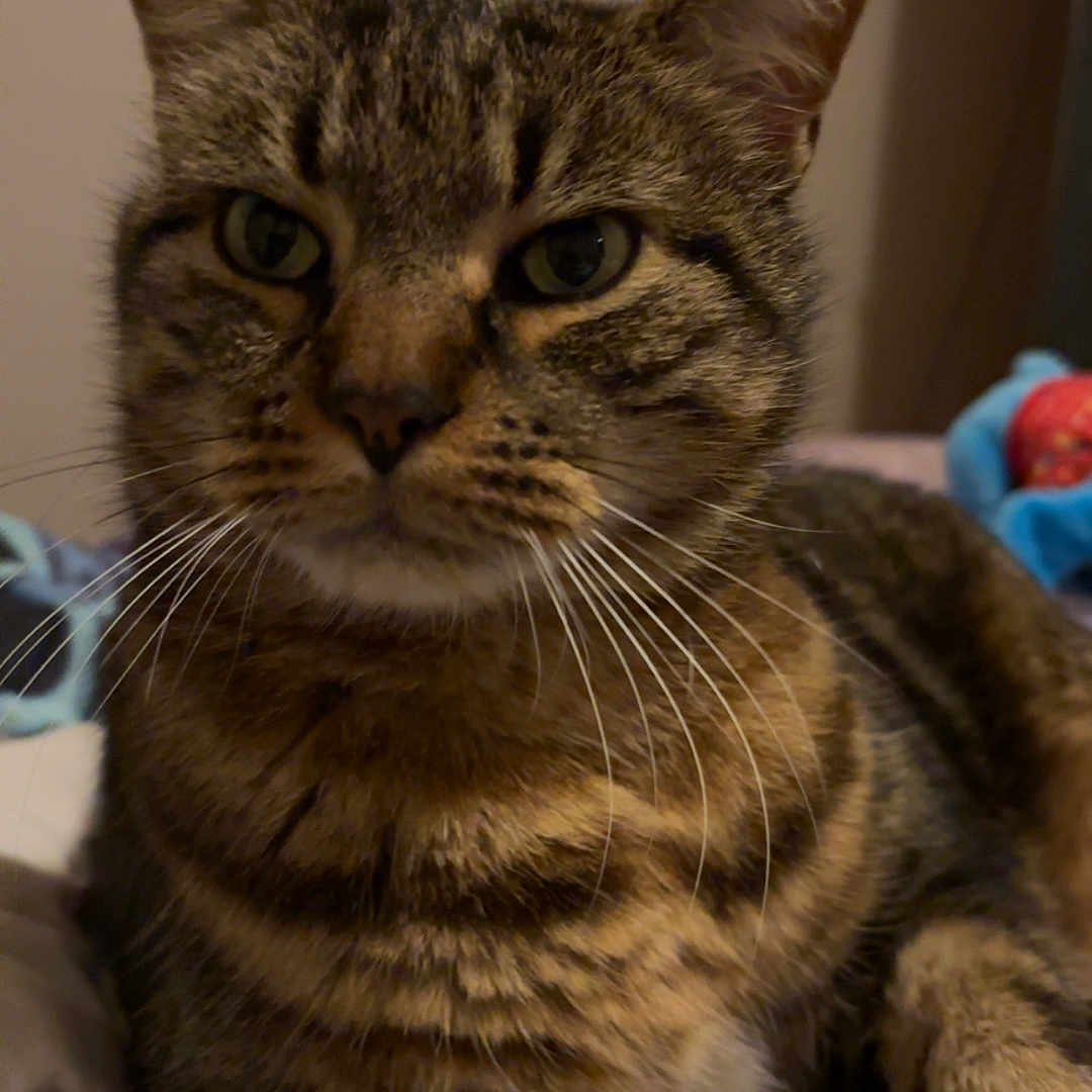 Gipsy a rejoint le concours — aidez-le/la à gagner de superbes lots ! abyssinian, animal, cat, couch, furniture, kitten, manx, pet, siamese