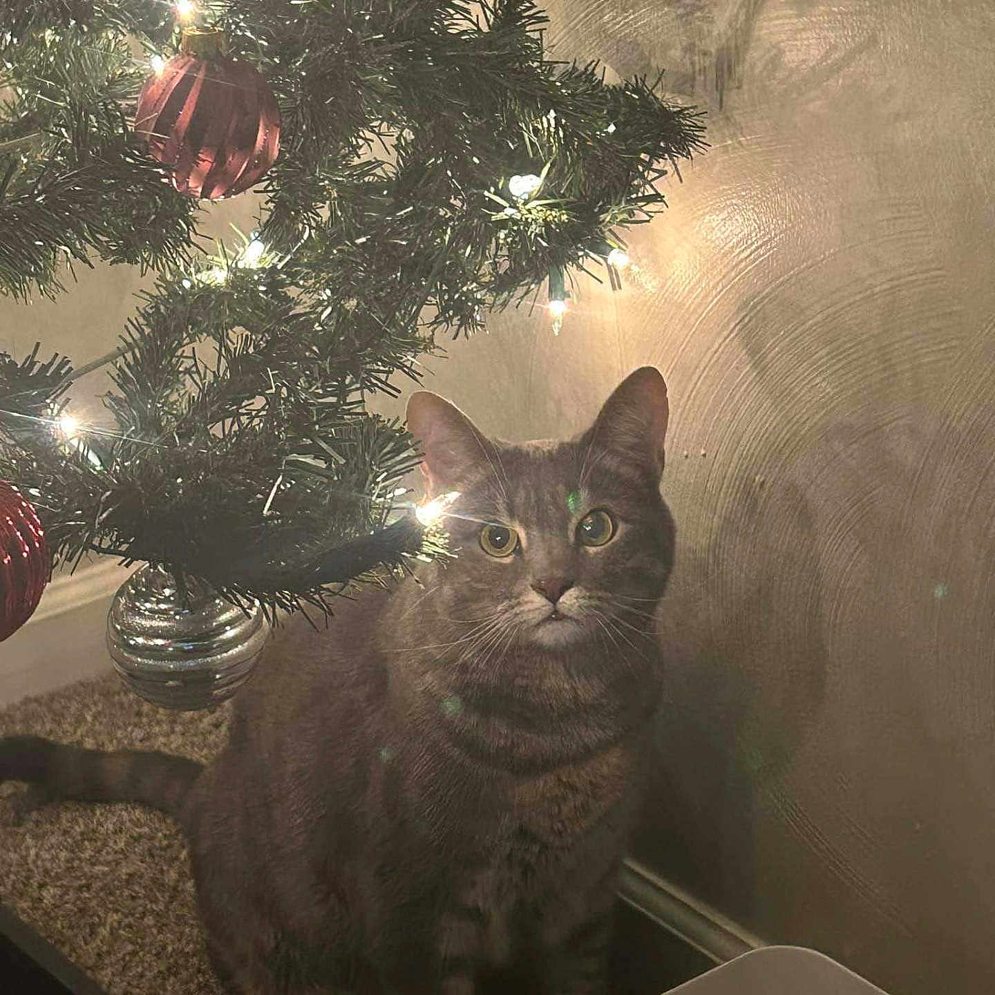 Nookie joined the competition — help win amazing prizes! animal, carpet, cat, christmas_lights, christmas_tree, cozy, curious, decorations, feline, festive, gray_cat, holiday, household, indoor, light, ornaments, pet, tabby_cat, tree_branch, wall