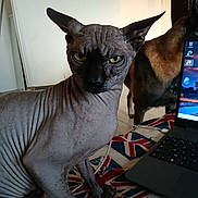 Ulan a rejoint le concours — aidez-le/la à gagner de superbes lots ! animal, background, carpet, cat, close_up, companion, curious, dog, domestic, feline, furless, hairless_cat, indoor, laptop, pet, side_view, technology, union_jack, wrinkled_skin, yellow_eyes