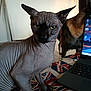 animal, background, carpet, cat, close_up, companion, curious, dog, domestic, feline, furless, hairless_cat, indoor, laptop, pet, side_view, technology, union_jack, wrinkled_skin, yellow_eyes