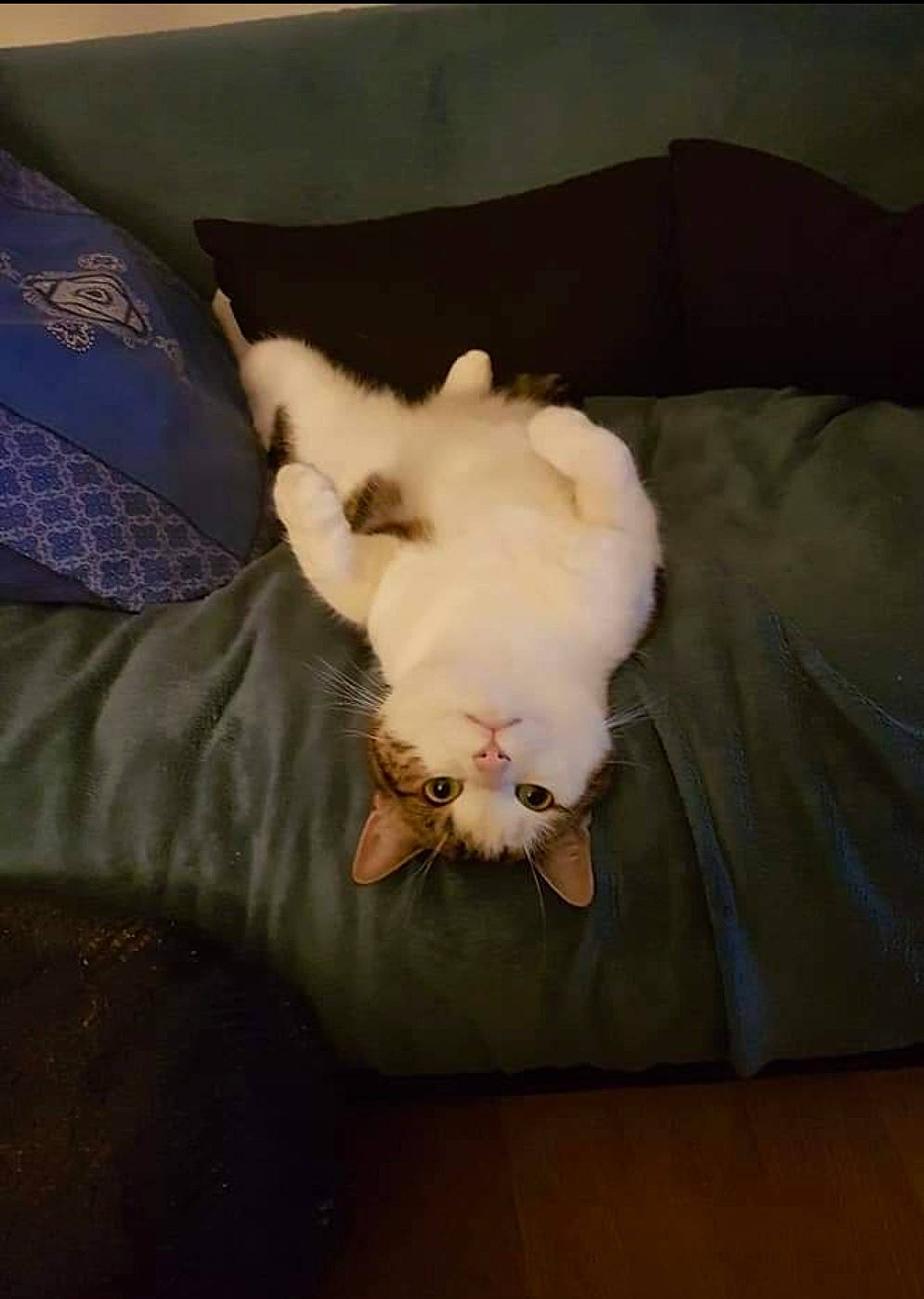 Kara a rejoint le concours — aidez-le/la à gagner de superbes lots ! bed, brown, carnivore, cat, comfort, companion_dog, couch, dog_breed, felidae, furniture, hardwood, linens, mammal, room, small_to_medium_sized_cats, tail, textile, toy_dog, whiskers, wood