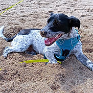 Snoopy a rejoint le concours — aidez-le/la à gagner de superbes lots ! animal, black_and_white, canine, cheerful, dog, fur, happy, harness, leash, outdoor, paw, pet, playful, resting, sand, snout, summer, sunlight, tail, tongue