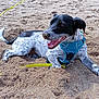 animal, black_and_white, canine, cheerful, dog, fur, happy, harness, leash, outdoor, paw, pet, playful, resting, sand, snout, summer, sunlight, tail, tongue