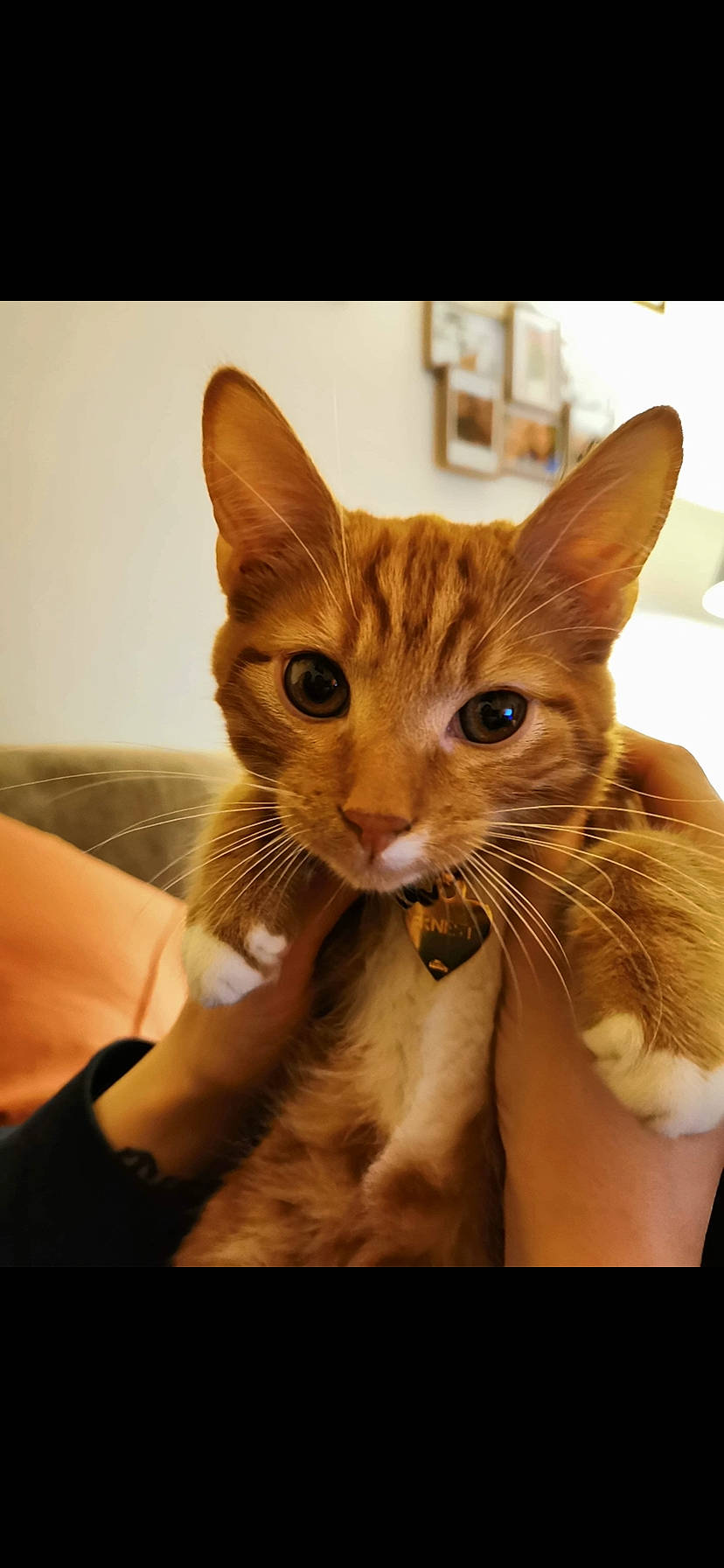 Ernest participe au concours pour gagner de l'argent avec cette photo : carnivore, cat, claw, comfort, domestic_short_haired_cat, ear, eye, eyelash, fawn, felidae, foot, fur, gesture, nail, paw, small_to_medium_sized_cats, snout, tail, whiskers