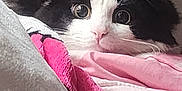 Gizmo is registered to the contest to win money with this photo: animal, black_and_white, blanket, cat, comfort, cozy, curious, cute, ears, face, fur, indoor, nap, pet, pink, resting, soft, whiskers, white, wide_eyes