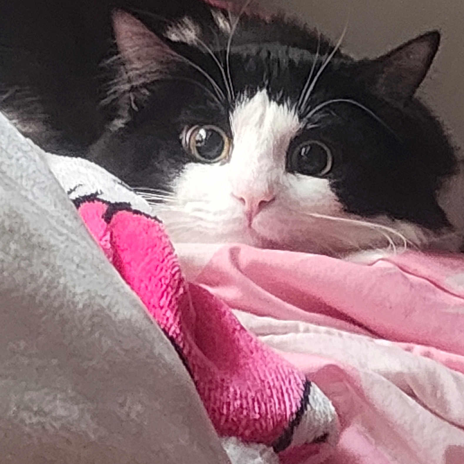Gizmo is registered to the contest to win money with this photo: animal, black_and_white, blanket, cat, comfort, cozy, curious, cute, ears, face, fur, indoor, nap, pet, pink, resting, soft, whiskers, white, wide_eyes