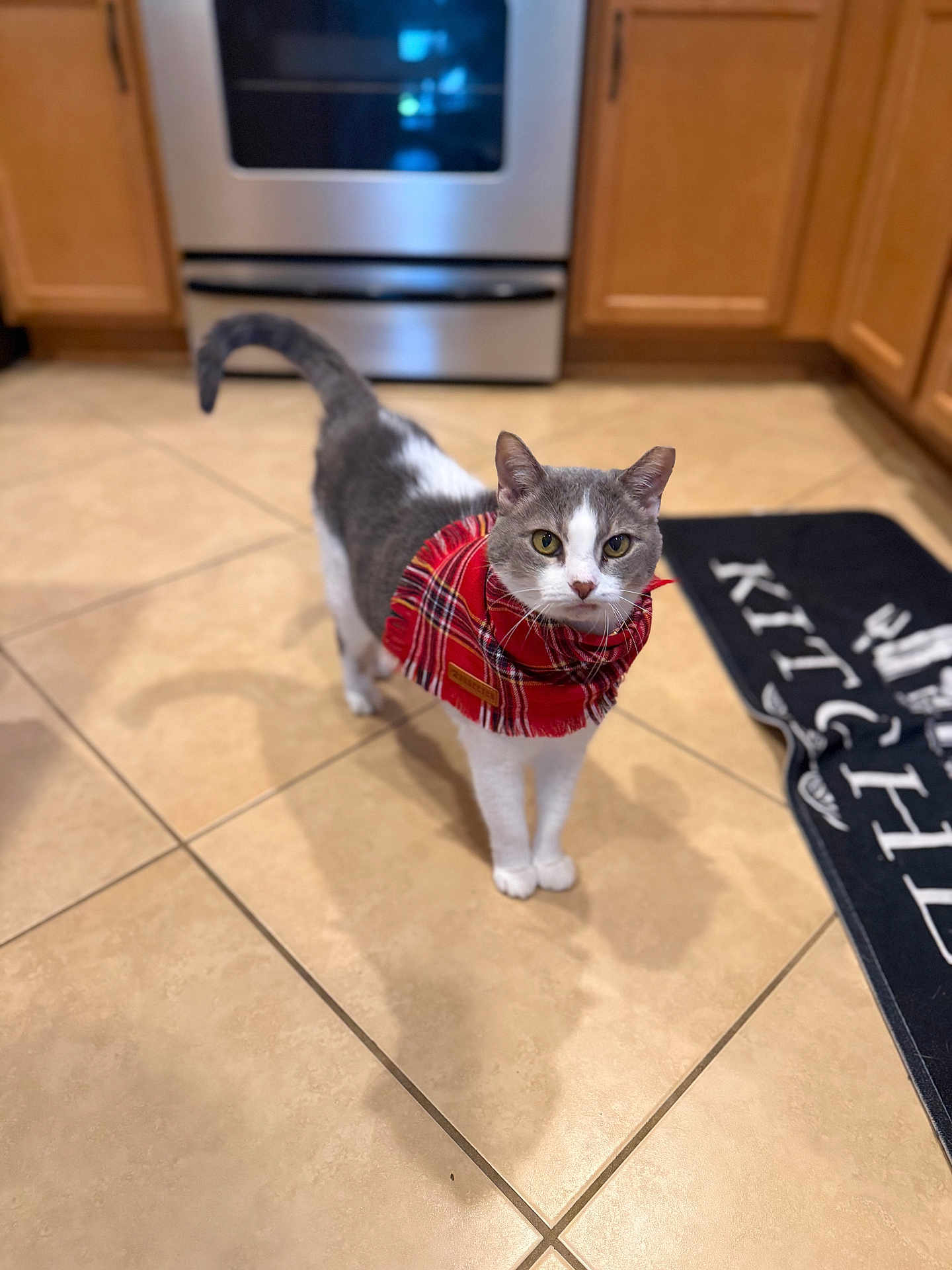 Penelope joined the competition — help win amazing prizes! cabinets, cat, cozy, cute, domestic, gray_and_white, indoor, kitchen, looking_at_camera, oven, paws, pet, plaid_scarf, portrait, rug, shallow_depth_of_field, standing, tail, tile_floor, whiskers