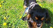 Charly a rejoint le concours — aidez-le/la à gagner de superbes lots ! animal, black_dog, brown_dog, canine, dandelion, dog, field, flower, grass, greenery, leash, nature, outdoor, pet, playful, puppy, spring, sunlight, walking, young_dog