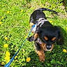 animal, black_dog, brown_dog, canine, dandelion, dog, field, flower, grass, greenery, leash, nature, outdoor, pet, playful, puppy, spring, sunlight, walking, young_dog