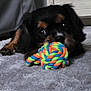 Charly a rejoint le concours — aidez-le/la à gagner de superbes lots ! puppy, dog, toy, rope_toy, colorful, carpet, indoor, pet, cute, laying, black_and_brown, fur, animal, playful, young_dog, closeup, floor, soft, small_dog, looking