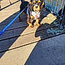 animal, black_and_tan, canine, curious, daylight, dog, fence, harness, leash, metal, nature, outdoor, pet, puppy, shadow, small_dog, standing, sunlight, walking, wooden_bridge