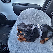 Charly a rejoint le concours — aidez-le/la à gagner de superbes lots ! black_dog, brown_dog, car, car_interior, car_seat, comfort, cushion, dog, door, fabric, floor, harness, indoor, leash, pet, puppy, resting, seatbelt, small_dog, window