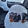 black_dog, brown_dog, car, car_interior, car_seat, comfort, cushion, dog, door, fabric, floor, harness, indoor, leash, pet, puppy, resting, seatbelt, small_dog, window