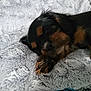 Charly a rejoint le concours — aidez-le/la à gagner de superbes lots ! puppy, dog, sleeping, resting, fur, black_and_tan, blanket, soft_texture, cozy, cute, pet, animal, close_up, indoors, paw, fur_pattern, relaxation, napping, adorable, companion