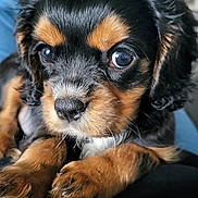 Charly a rejoint le concours — aidez-le/la à gagner de superbes lots ! puppy, dog, close_up, black_and_tan, fur, paws, indoor, pet, animal, cute, resting, adorable, young, companion, face, eyes, whiskers, snout, portrait, cozy