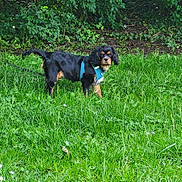 Charly a rejoint le concours — aidez-le/la à gagner de superbes lots ! alert, animal, black, brown, bush, canine, curious, daylight, dog, field, fur, grass, greenery, harness, leaves, nature, outdoor, park, pet, standing