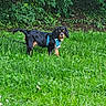 dog, grass, greenery, outdoor, pet, canine, nature, leaves, bush, harness, animal, fur, black, brown, alert, standing, daylight, curious, park, field