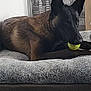 Valko participe au concours pour gagner de l'argent avec cette photo : dog, pet, dog_bed, tennis_ball, indoor, brick_wall, toy, animal, resting, brown_fur, black_fur, cozy, floor, furniture, plush, companion, playful, relaxed, domestic, canine