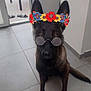 dog, flower_crown, sunglasses, indoor, tiled_floor, pet, animal, black_dog, sitting, ears_up, accessory, funny, portrait, cute, companion, domestic_animal, looking_up, decorative, wearing, calm