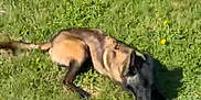 Valko participe au concours pour gagner de l'argent avec cette photo : dog, grass, outdoor, sunlight, stick, animal, pet, nature, greenery, dandelion, laying, canine, playful, field, summer, chewing, relaxed, daytime, muzzle, fur