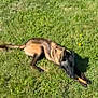 dog, grass, outdoor, sunlight, stick, animal, pet, nature, greenery, dandelion, laying, canine, playful, field, summer, chewing, relaxed, daytime, muzzle, fur