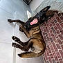 dog, canine, pet, smiling, lying_down, floor, tile_floor, brick_wall, indoor, ears_up, tail, animal, mammal, happy, tongue_out, paw, looking_at_camera, fur, companion, friendly