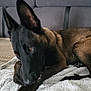 dog, pet, indoor, couch, blanket, fur, ears, brown, black, resting, animal, domestic_animal, cozy, relaxed, canine, furniture, home, laying_down, portrait, looking_away
