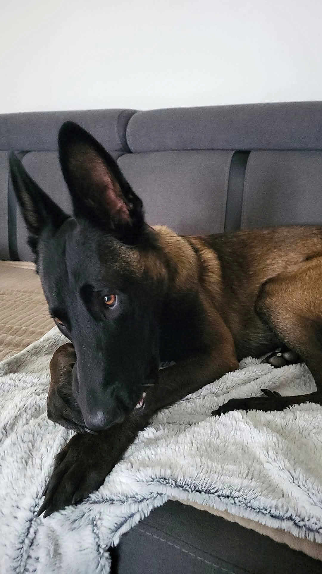 Valko