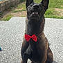 dog, bow_tie, pet, outdoor, grass, fence, happy, canine, sitting, smiling, portrait, animal, ears, mouth, teeth, yard, sunlight, playful, cute, friendly
