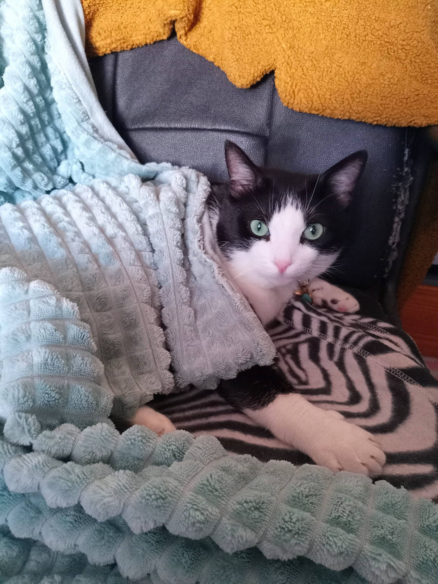 Shoomi participe au concours pour gagner de l'argent avec cette photo : bed_sheet, bedding, carnivore, cat, comfort, domestic_short_haired_cat, fawn, felidae, fur, grey, linens, pattern, paw, room, sitting, small_to_medium_sized_cats, tail, textile, whiskers, woven_fabric