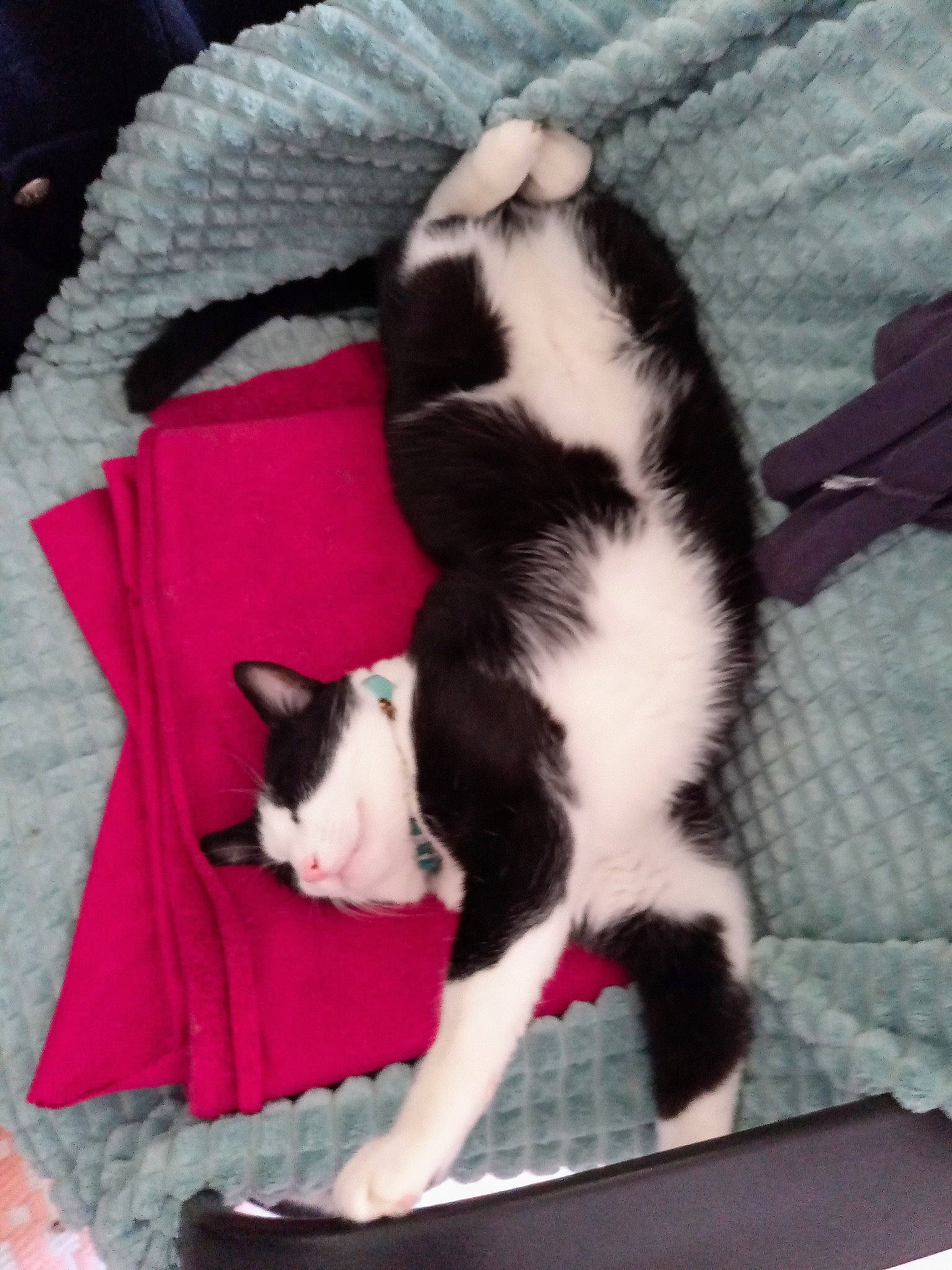 Shoomi participe au concours pour gagner de l'argent avec cette photo : canidae, carmine, carnivore, cat, cat_supply, comfort, companion_dog, dog_breed, domestic_short_haired_cat, felidae, fur, lap, mammal, nap, paw, small_to_medium_sized_cats, snout, sporting_group, tail, whiskers