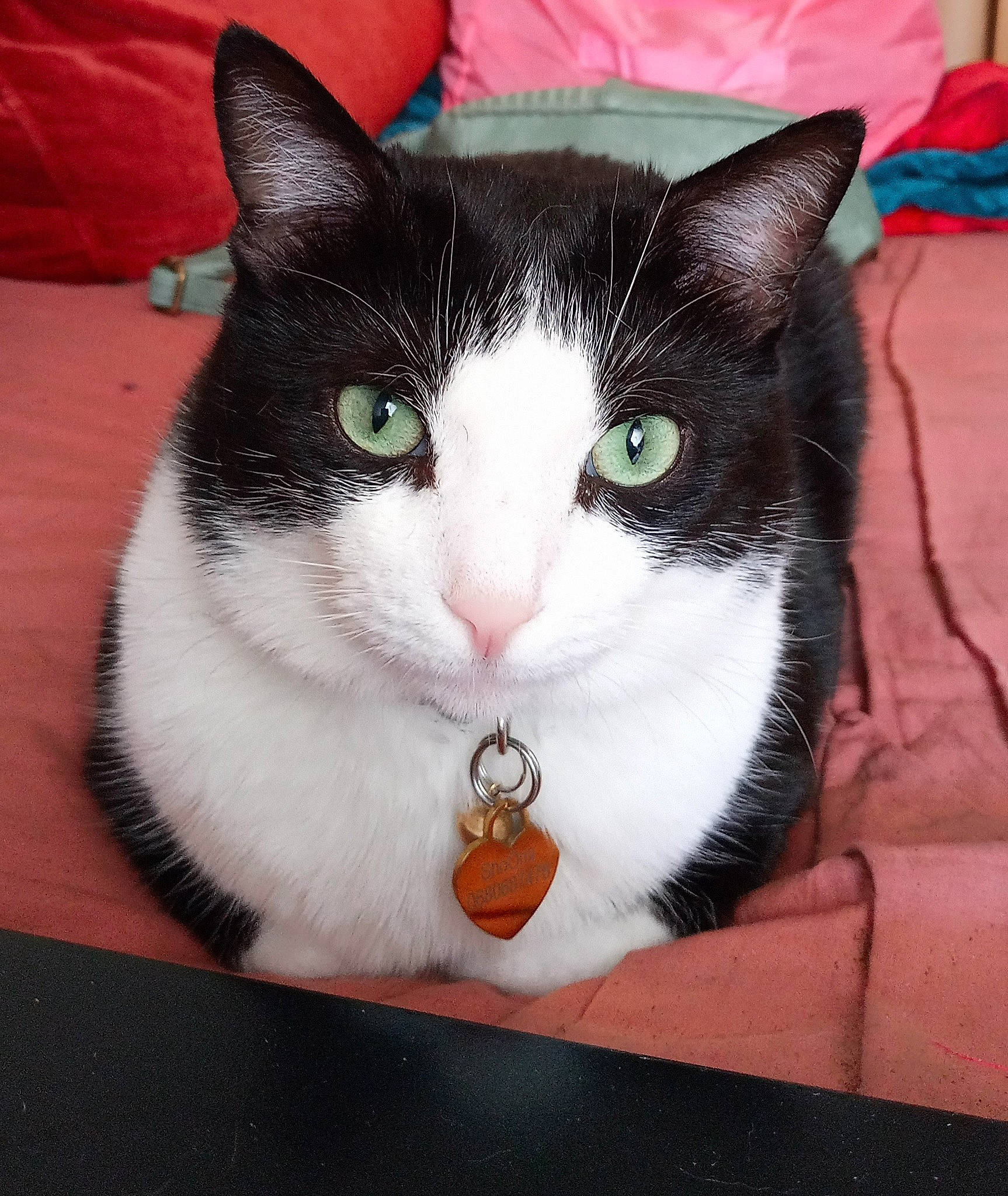 Shoomi participe au concours pour gagner de l'argent avec cette photo : carmine, carnivore, cat, comfort, domestic_short_haired_cat, eye, felidae, fur, iris, lap, paw, pet_supply, rectangle, small_to_medium_sized_cats, snout, tail, whiskers