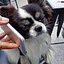 dog, black_and_white, small_dog, long_hair, chair, phone, hand, outdoor, concrete_floor, pet, animal, sitting, ears, whiskers, close_up, fur, cute, curious, tablet, technology