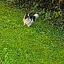 dog, grass, greenery, outdoor, nature, hedge, small_dog, black_and_white, fur, pet, animal, leafy, shrub, lawn, canine, standing, curious, daylight, ground, flora