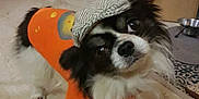 Phoenix a rejoint le concours — aidez-le/la à gagner de superbes lots ! dog, pet, indoor, orange_shirt, cap, floor, curious, small_dog, black_and_white, canine, animal, looking_up, hat, domestic, tile_floor, companion, cute, furry, household, standing