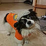 dog, pet, indoor, orange_shirt, cap, floor, curious, small_dog, black_and_white, canine, animal, looking_up, hat, domestic, tile_floor, companion, cute, furry, household, standing