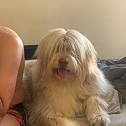 Unaya participe au concours pour gagner de l'argent avec cette photo : animal, canine, companion, couch, cozy, cute, dog, domestic, fluffy, friendly, furry, home, indoor, living_room, long_hair, person_partial, pet, relaxed, seated, tongue_out