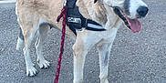 Tchikita a rejoint le concours — aidez-le/la à gagner de superbes lots ! dog, security_harness, leash, outdoor, urban, sidewalk, greenery, bushes, trees, buildings, tongue_out, alert, pet, canine, walking, daylight, street, park, guard_dog, animal