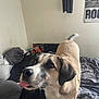 Tchikita participe au concours pour gagner de l'argent avec cette photo : dog, bed, tongue_out, indoor, messy_bed, blanket, pillow, window, poster, wall, tail, playful, pet, canine, fur, ears, nose, whiskers, living_space, domestic
